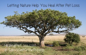 Serengeti-HealingPetLoss at SavvySelfGrowth LT